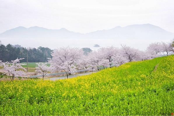 站在粉紅與黄色花海之間 韓國櫻花、油菜花一次過開！